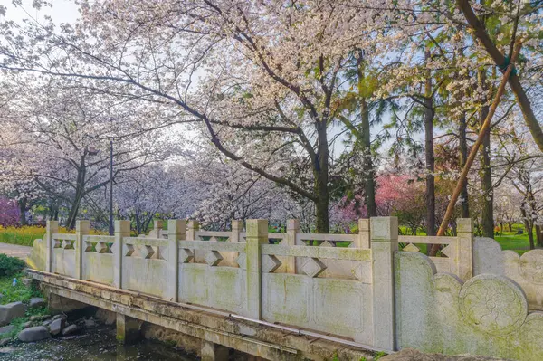 Wuhan, Hubei, Çin 'deki Doğu Gölü Kiraz Bahçesi' nde kiraz çiçekleri açar.