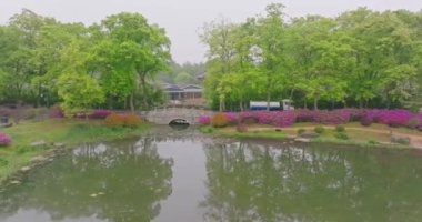 Hubei, Wuhan 'daki Doğu Gölü' nün Moshan manzaralı bölgesinde Rododendronlar çiçek açtı.