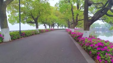 Hubei, Wuhan 'daki Doğu Gölü' nün Moshan manzaralı bölgesinde Rododendronlar çiçek açtı.