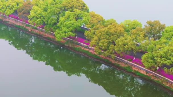 Rhododendrons Florescer Moshan Ponto Cênico East Lake Wuhan Província Hubei — Vídeo de Stock