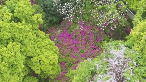 Rhododendrons Florecen Moshan Lugar Escénico East Lake Wuhan Provincia Hubei — Vídeos de Stock