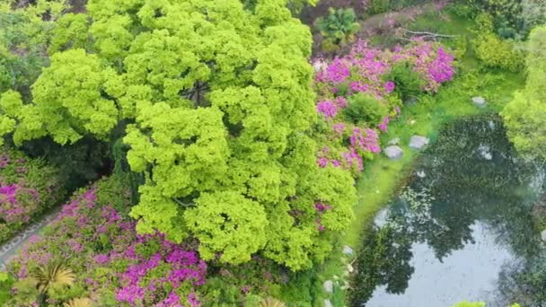 Рододендрони Цвітуть Мальовничому Місці Східному Озері Ухані Провінція Хубей — стокове відео