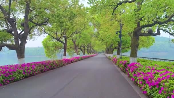 Rododendrony Kvetou Moshanském Malebném Místě Východním Jezeře Wuhanu Provincii Hubei — Stock video