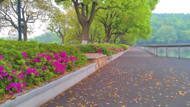 Rododendrony Kwitną Malowniczym Miejscu Moszanu Nad Jeziorem East Lake Wuhan — Wideo stockowe