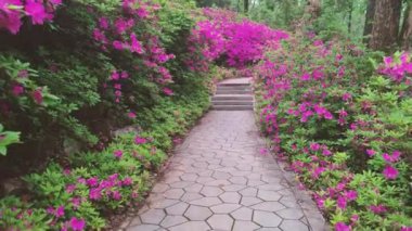 Hubei, Wuhan 'daki Doğu Gölü' nün Moshan manzaralı bölgesinde Rododendronlar çiçek açtı.