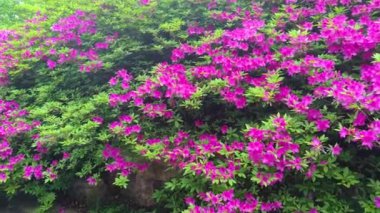 Hubei, Wuhan 'daki Doğu Gölü' nün Moshan manzaralı bölgesinde Rododendronlar çiçek açtı.