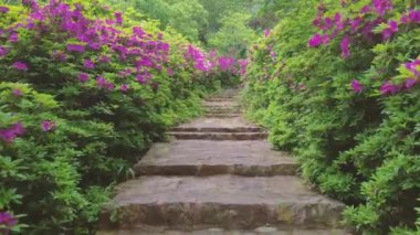 Hubei, Wuhan 'daki Doğu Gölü' nün Moshan manzaralı bölgesinde Rododendronlar çiçek açtı.