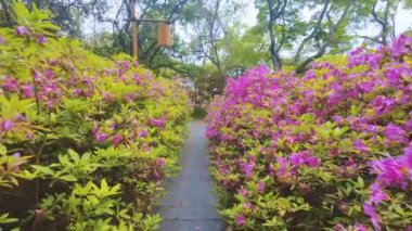 Hubei, Wuhan 'daki Doğu Gölü' nün Moshan manzaralı bölgesinde Rododendronlar çiçek açtı.