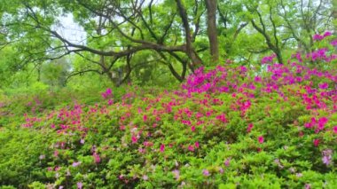Hubei, Wuhan 'daki Doğu Gölü' nün Moshan manzaralı bölgesinde Rododendronlar çiçek açtı.