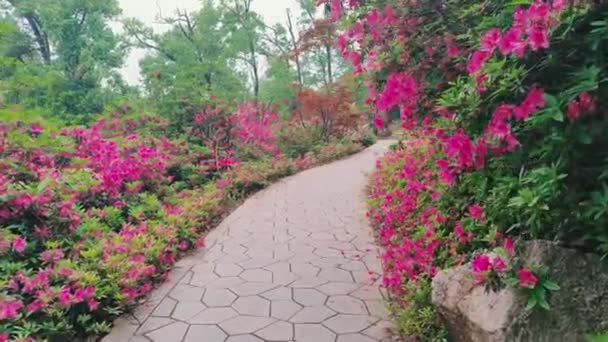 Рододендрони Цвітуть Мальовничому Місці Східному Озері Ухані Провінція Хубей — стокове відео