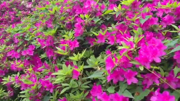 Rhododendrons Florecen Moshan Lugar Escénico East Lake Wuhan Provincia Hubei — Vídeos de Stock