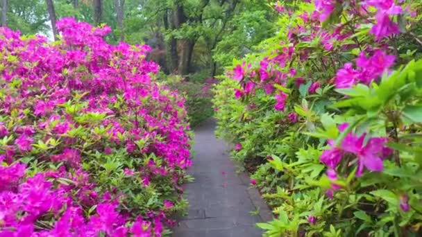 Rododendrony Kvetou Moshanském Malebném Místě Východním Jezeře Wuhanu Provincii Hubei — Stock video