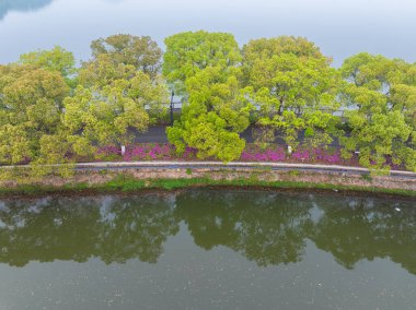 Hubei, Wuhan 'daki Doğu Gölü' nün Moshan manzaralı bölgesinde Rododendronlar çiçek açtı.