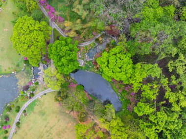 Hubei, Wuhan 'daki Doğu Gölü' nün Moshan manzaralı bölgesinde Rododendronlar çiçek açtı.