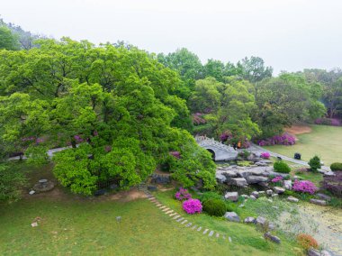 Hubei, Wuhan 'daki Doğu Gölü' nün Moshan manzaralı bölgesinde Rododendronlar çiçek açtı.