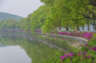 Hubei, Wuhan 'daki Doğu Gölü' nün Moshan manzaralı bölgesinde Rododendronlar çiçek açtı.