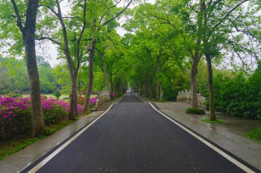 Hubei, Wuhan 'daki Doğu Gölü' nün Moshan manzaralı bölgesinde Rododendronlar çiçek açtı.