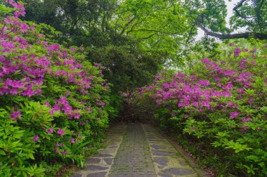 Hubei, Wuhan 'daki Doğu Gölü' nün Moshan manzaralı bölgesinde Rododendronlar çiçek açtı.