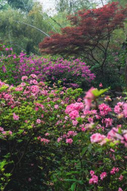 Hubei, Wuhan 'daki Doğu Gölü' nün Moshan manzaralı bölgesinde Rododendronlar çiçek açtı.