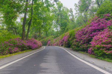 Hubei, Wuhan 'daki Doğu Gölü' nün Moshan manzaralı bölgesinde Rododendronlar çiçek açtı.