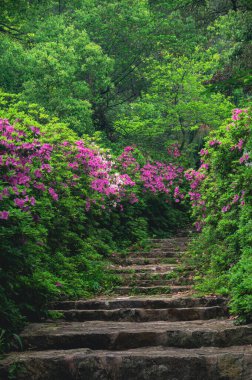Hubei, Wuhan 'daki Doğu Gölü' nün Moshan manzaralı bölgesinde Rododendronlar çiçek açtı.