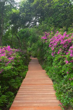 Hubei, Wuhan 'daki Doğu Gölü' nün Moshan manzaralı bölgesinde Rododendronlar çiçek açtı.