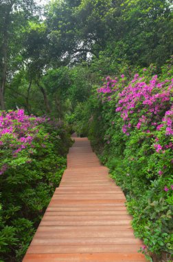 Rhododendrons bloom in Moshan scenic spot on East Lake in Wuhan, Hubei province clipart