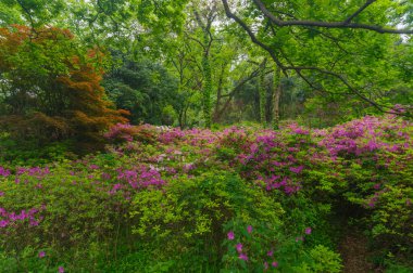 Hubei, Wuhan 'daki Doğu Gölü' nün Moshan manzaralı bölgesinde Rododendronlar çiçek açtı.