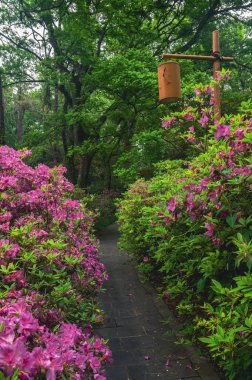 Hubei, Wuhan 'daki Doğu Gölü' nün Moshan manzaralı bölgesinde Rododendronlar çiçek açtı.
