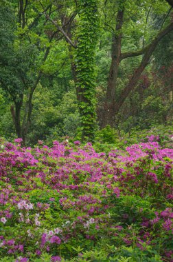 Hubei, Wuhan 'daki Doğu Gölü' nün Moshan manzaralı bölgesinde Rododendronlar çiçek açtı.