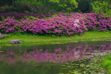 Hubei, Wuhan 'daki Doğu Gölü' nün Moshan manzaralı bölgesinde Rododendronlar çiçek açtı.