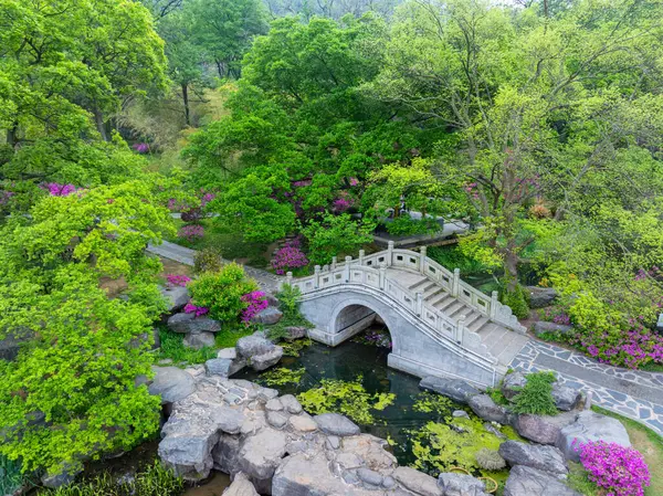 Hubei, Wuhan 'daki Doğu Gölü' nün Moshan manzaralı bölgesinde Rododendronlar çiçek açtı.