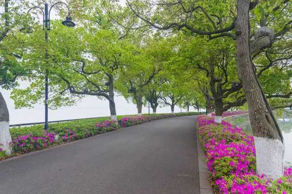 Hubei, Wuhan 'daki Doğu Gölü' nün Moshan manzaralı bölgesinde Rododendronlar çiçek açtı.