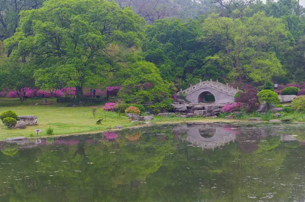 Hubei, Wuhan 'daki Doğu Gölü' nün Moshan manzaralı bölgesinde Rododendronlar çiçek açtı.