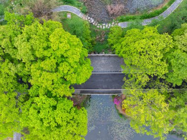 Wuhan Doğu Gölü Sahne Bölgesi Yaz Manzarası