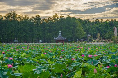 Summer scenery of Wuhan East Lake Scenic Area clipart