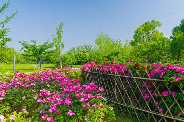 Wuhan Doğu Gölü Sahne Bölgesi Yaz Manzarası