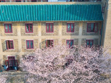 İlkbaharda Wuhan Üniversitesi 'nde kiraz çiçekleri açar.