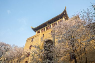 İlkbaharda Wuhan Üniversitesi 'nde kiraz çiçekleri açar.