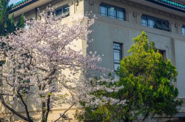 İlkbaharda Wuhan Üniversitesi 'nde kiraz çiçekleri açar.