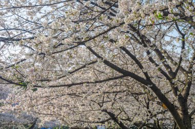 İlkbaharda Wuhan Üniversitesi 'nde kiraz çiçekleri açar.
