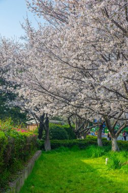 İlkbaharda Wuhan Üniversitesi 'nde kiraz çiçekleri açar.
