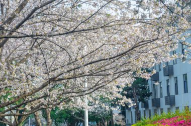 İlkbaharda Wuhan Üniversitesi 'nde kiraz çiçekleri açar.