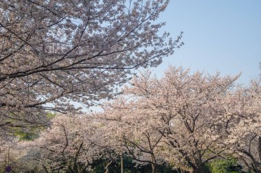 İlkbaharda Wuhan Üniversitesi 'nde kiraz çiçekleri açar.