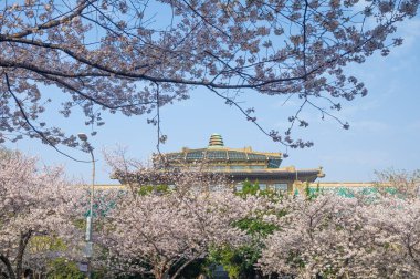 İlkbaharda Wuhan Üniversitesi 'nde kiraz çiçekleri açar.