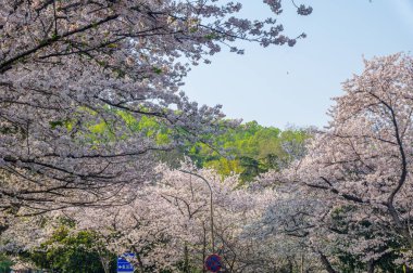 İlkbaharda Wuhan Üniversitesi 'nde kiraz çiçekleri açar.