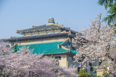 İlkbaharda Wuhan Üniversitesi 'nde kiraz çiçekleri açar.