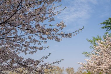 İlkbaharda Wuhan Üniversitesi 'nde kiraz çiçekleri açar.