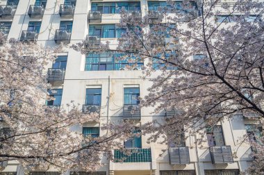 İlkbaharda Wuhan Üniversitesi 'nde kiraz çiçekleri açar.