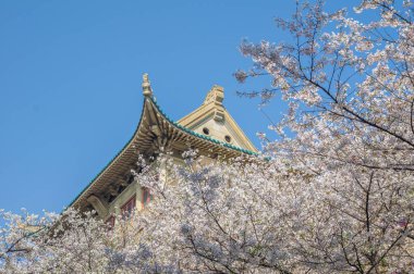 İlkbaharda Wuhan Üniversitesi 'nde kiraz çiçekleri açar.
